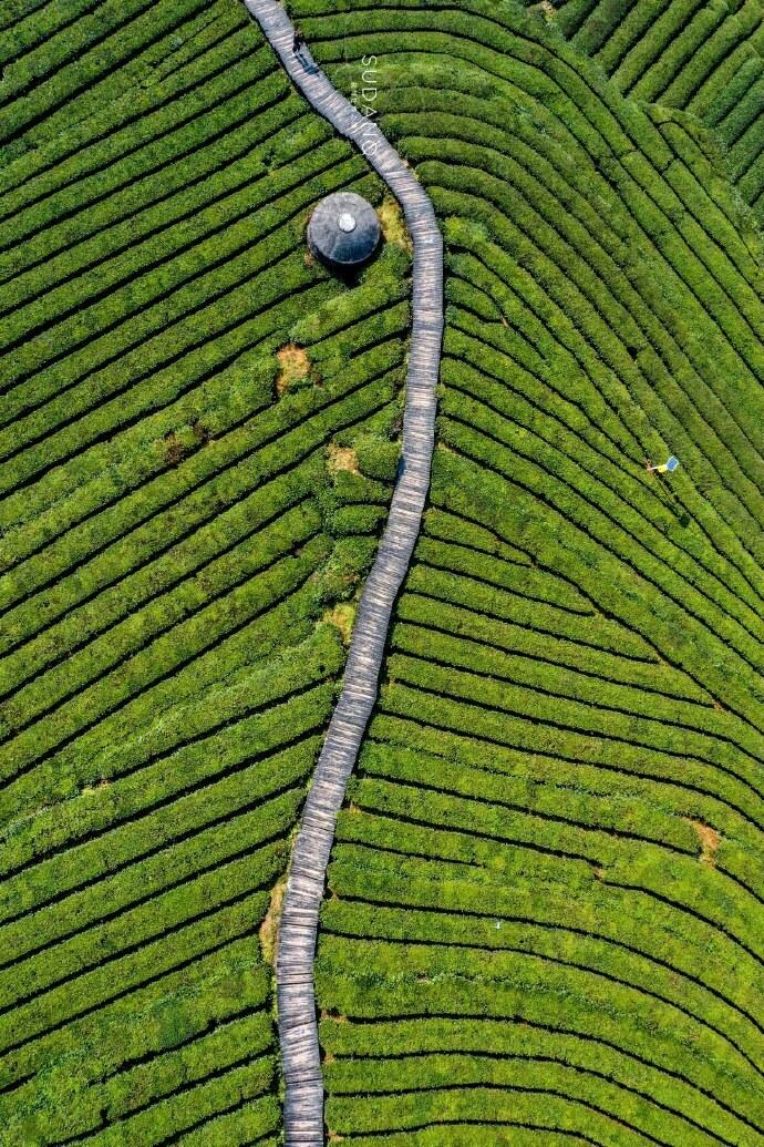 富硒茶哪个地方产的多（哪里产富硒茶）-硒宝网