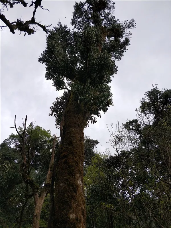 云南原生富硒茶怎么样(云南富硒茶属于什么茶)-硒宝网