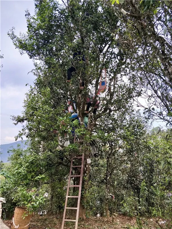 云南原生富硒茶怎么样(云南富硒茶属于什么茶)-硒宝网