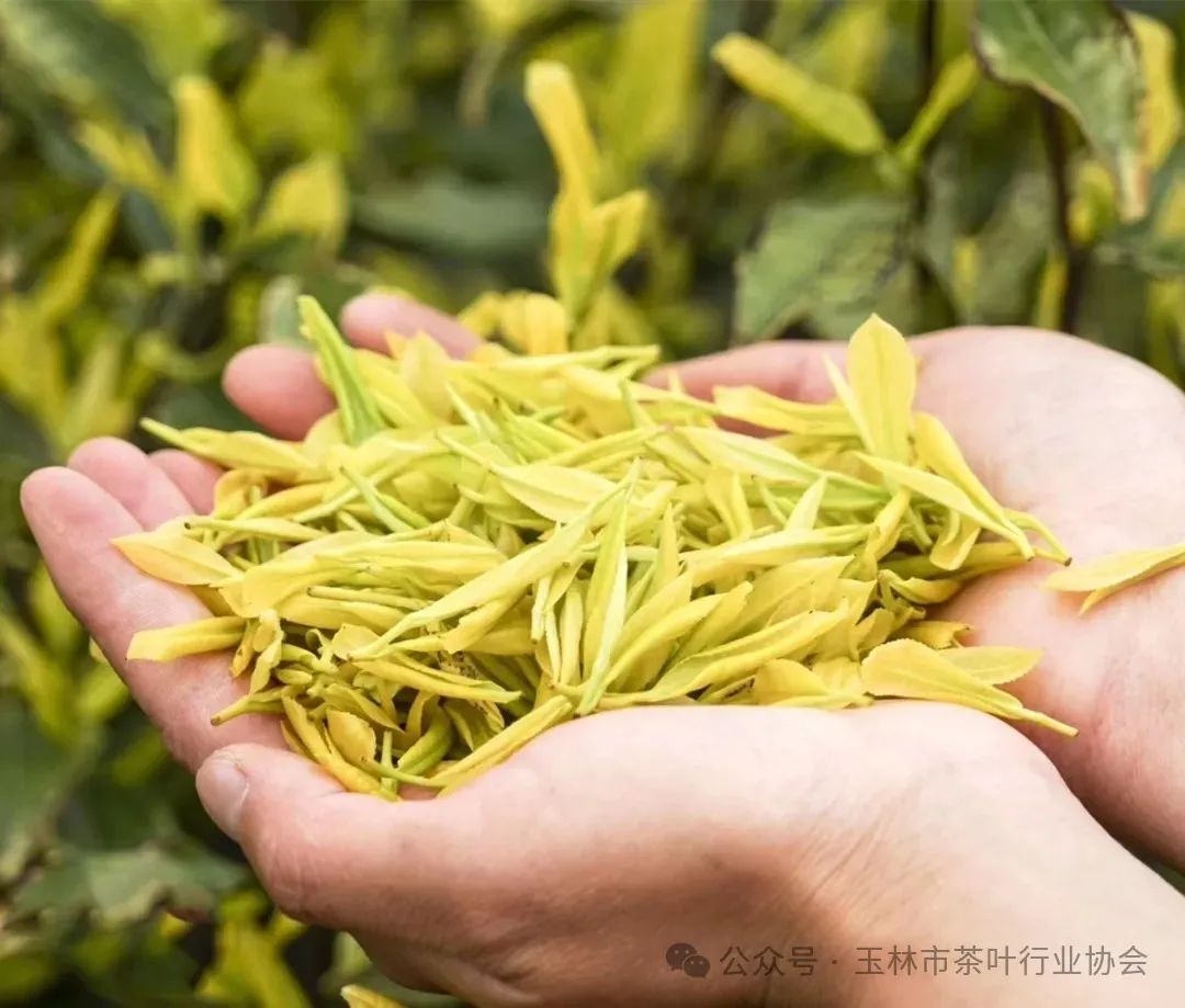 富硒茶属于绿茶吗对吗（绿茶富硒吗）-硒宝网