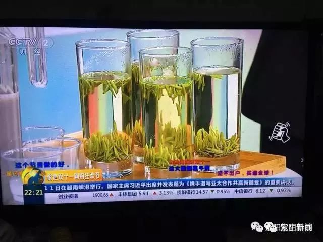 紫阳富硒茶卖向哪里了（紫阳富硒茶为什么走不出陕西）-硒宝网