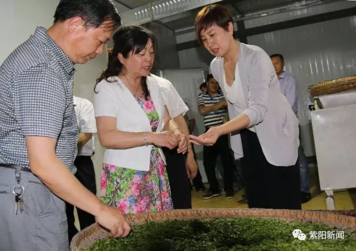 紫阳富硒茶卖向哪里了（紫阳富硒茶为什么走不出陕西）-硒宝网