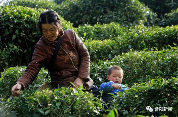 紫阳富硒茶卖向哪里了（紫阳富硒茶为什么走不出陕西）-硒宝网