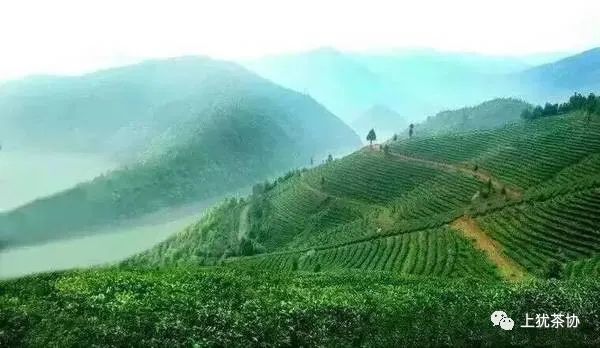 富硒茶什么牌的好喝点(喝富硒茶能补硒吗)-硒宝网