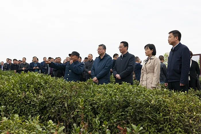 安康富硒茶和汉中仙毫（汉中仙毫茶叶多少钱）-硒宝网