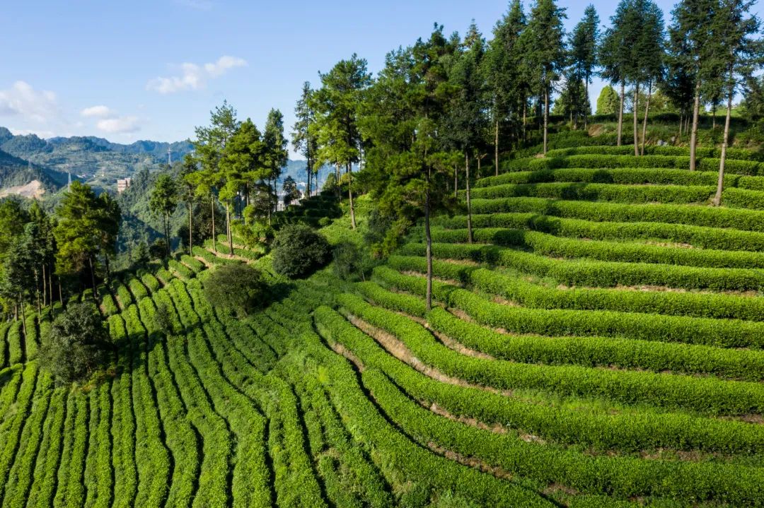 安康富硒茶白茶怎么样(安康富硒茶是什么茶)-硒宝网