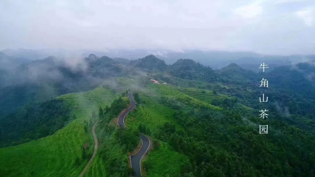 安康富硒茶白茶怎么样(安康富硒茶是什么茶)-硒宝网