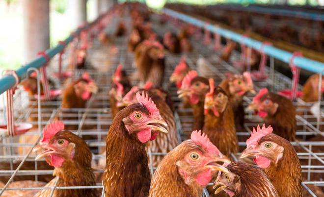 最好的补钙方法是什么（补钙怎么最好）-硒宝网