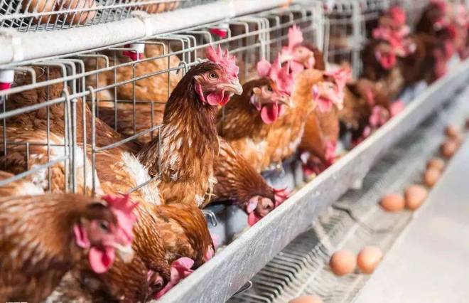 最好的补钙方法是什么（补钙怎么最好）-硒宝网