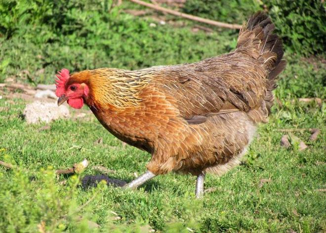 最好的补钙方法是什么（补钙怎么最好）-硒宝网