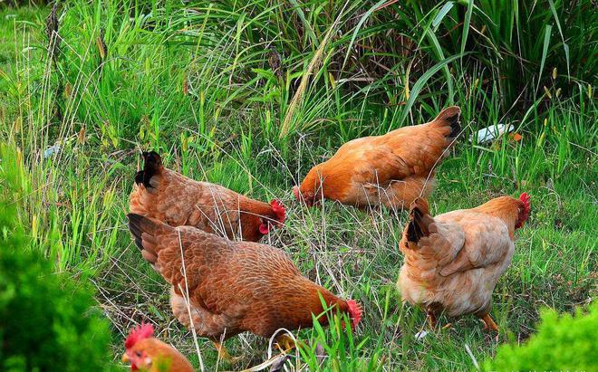 最好的补钙方法是什么（补钙怎么最好）-硒宝网
