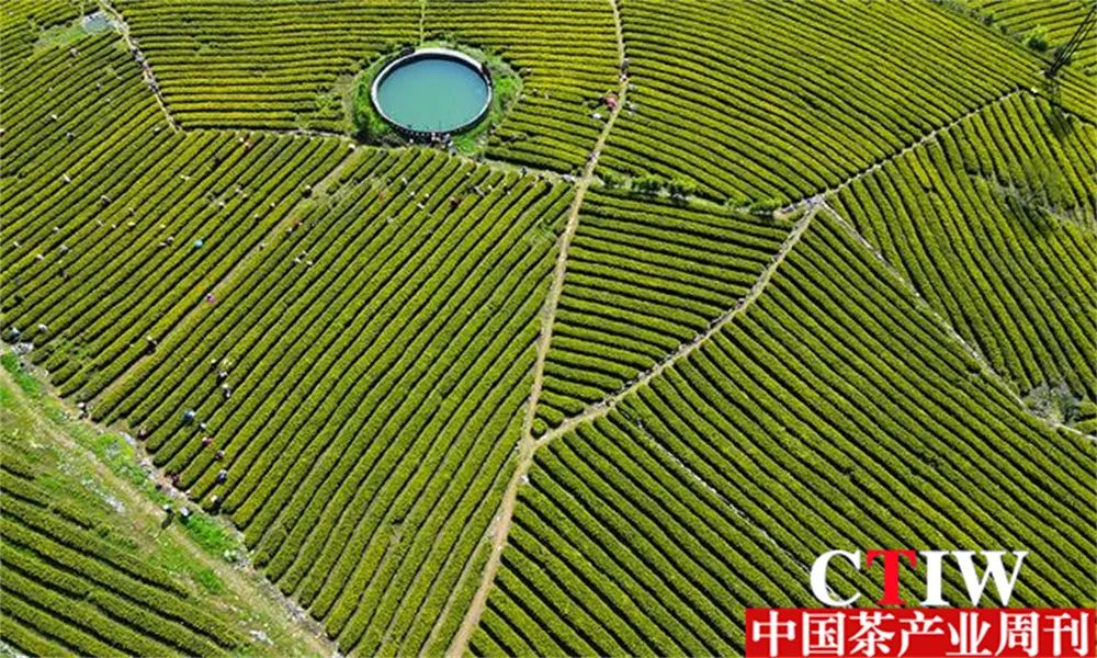 高质量恩施富硒茶公司（恩施富硒茶企业）-硒宝网