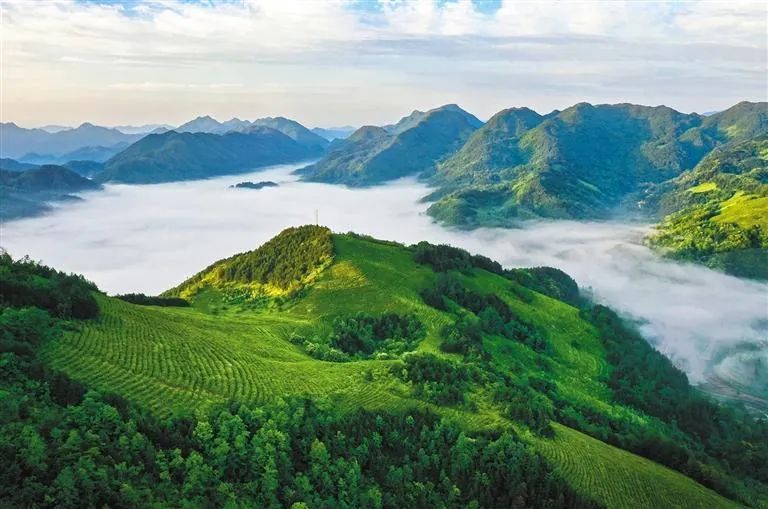 安康富硒茶白茶怎么样(安康富硒茶是绿茶吗)-硒宝网