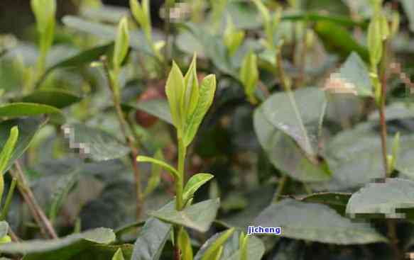 贵州雷山县富硒清明茶（贵州雷公山富硒茶）-硒宝网