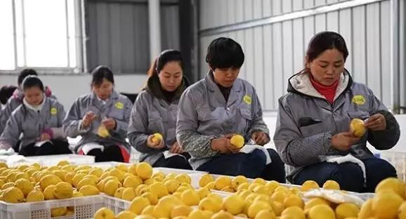 江津富硒茶价格多少钱（江津富硒茶价格多少）-硒宝网