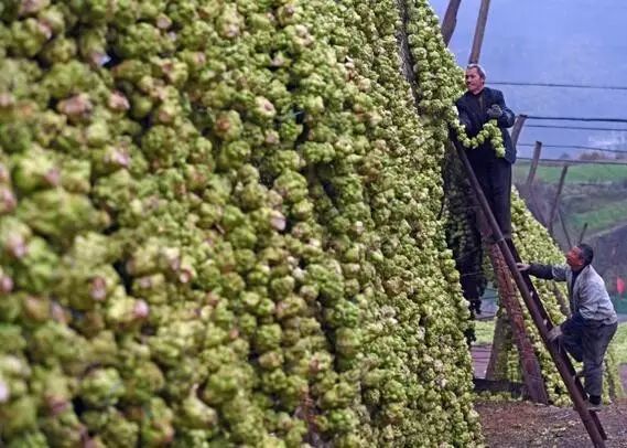 江津富硒茶价格多少钱（江津富硒茶价格多少）-硒宝网