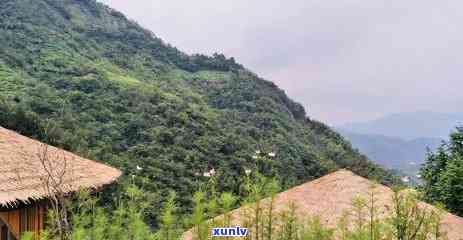 石台富硒野茶是绿茶吗(石台野生硒茶)-硒宝网