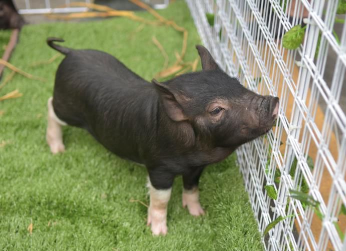富硒茶的喝法饮品文案（饮茶发朋友圈说什么）-硒宝网
