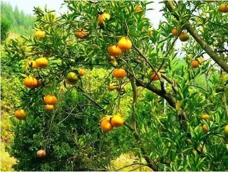 富硒诏安特产 八仙茶(富硒八仙茶价格)-硒宝网