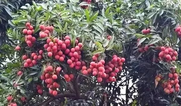 富硒诏安特产 八仙茶(富硒八仙茶价格)-硒宝网