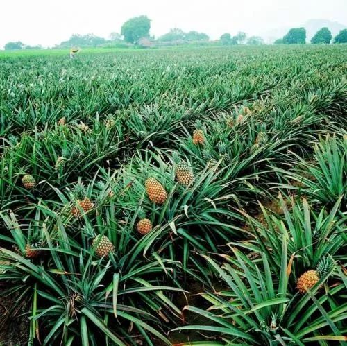 富硒诏安特产 八仙茶(富硒八仙茶价格)-硒宝网