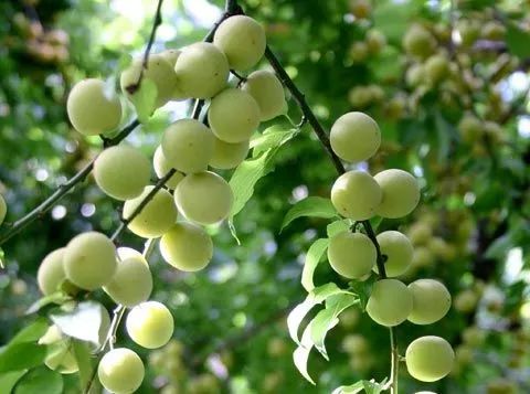 富硒诏安特产 八仙茶(富硒八仙茶价格)-硒宝网