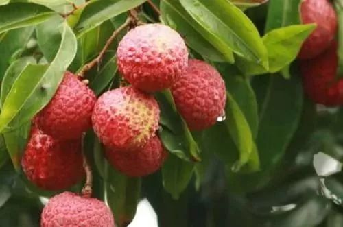 富硒诏安特产 八仙茶(富硒八仙茶价格)-硒宝网