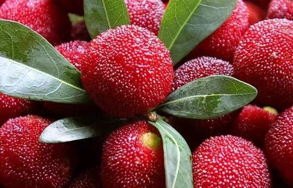 富硒诏安特产 八仙茶(富硒八仙茶价格)-硒宝网