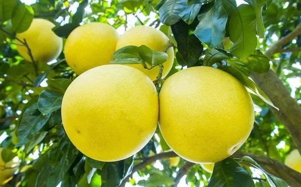 富硒诏安特产 八仙茶(富硒八仙茶价格)-硒宝网