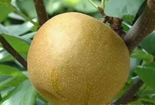 富硒诏安特产 八仙茶(富硒八仙茶价格)-硒宝网