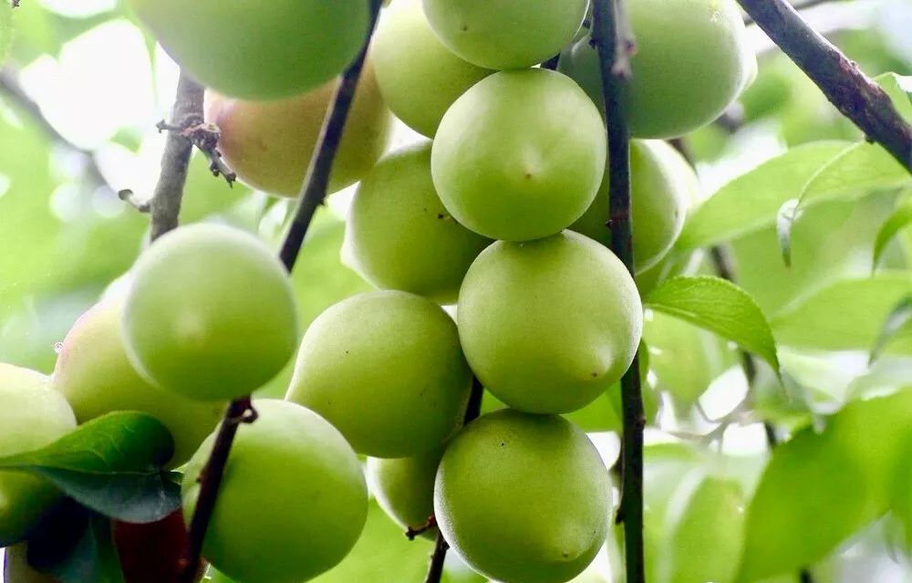 富硒诏安特产 八仙茶(诏安八仙茶多少钱一斤)-硒宝网