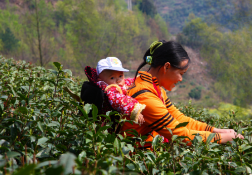 富硒茶的价值是什么呢(茶价值富硒是什么东西)-硒宝网