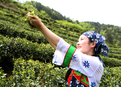 富硒茶的价值是什么呢(茶价值富硒是什么东西)-硒宝网
