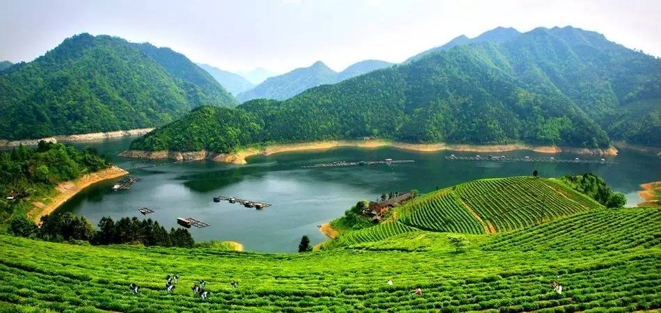 富硒黑茶对血糖的影响(血糖黑茶富硒影响尿酸吗)-硒宝网