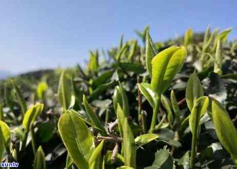 富硒野茶的味道和形状(富硒野茶的味道和形状)-硒宝网