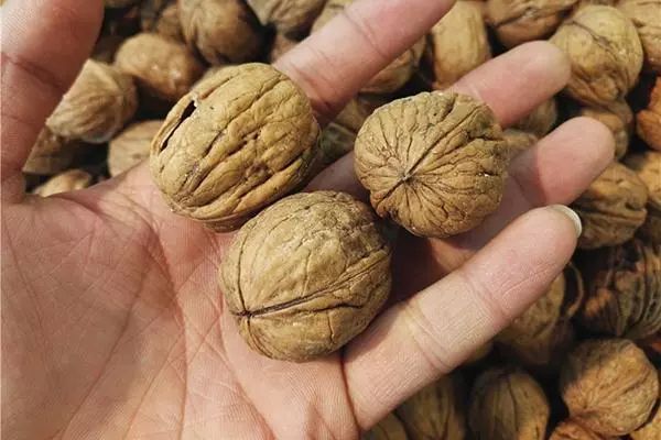 什么可以补锌（补锌可以提高免疫力吗）-硒宝网