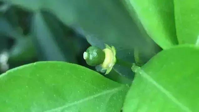 富硒茶防脱发吗怎么喝(脱发喝茶防富硒有用吗)-硒宝网