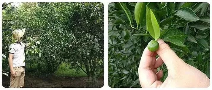 富硒茶防脱发吗怎么喝(脱发喝茶防富硒有用吗)-硒宝网