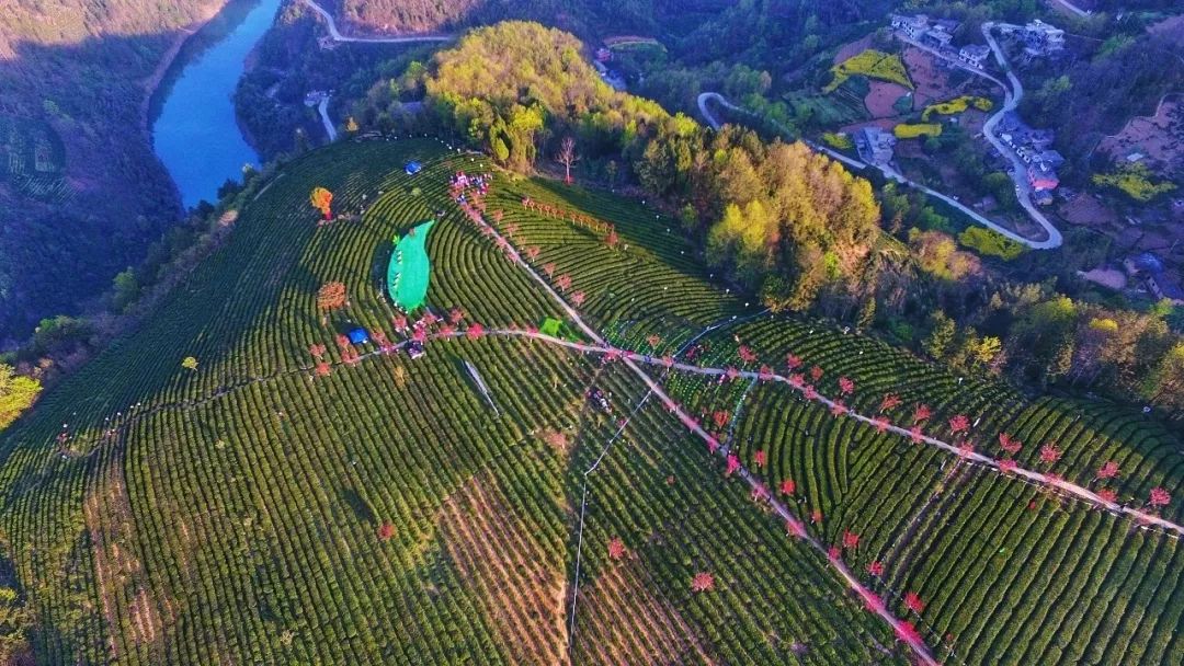 一千一斤的紫阳富硒茶(紫阳富硒茶文化)-硒宝网