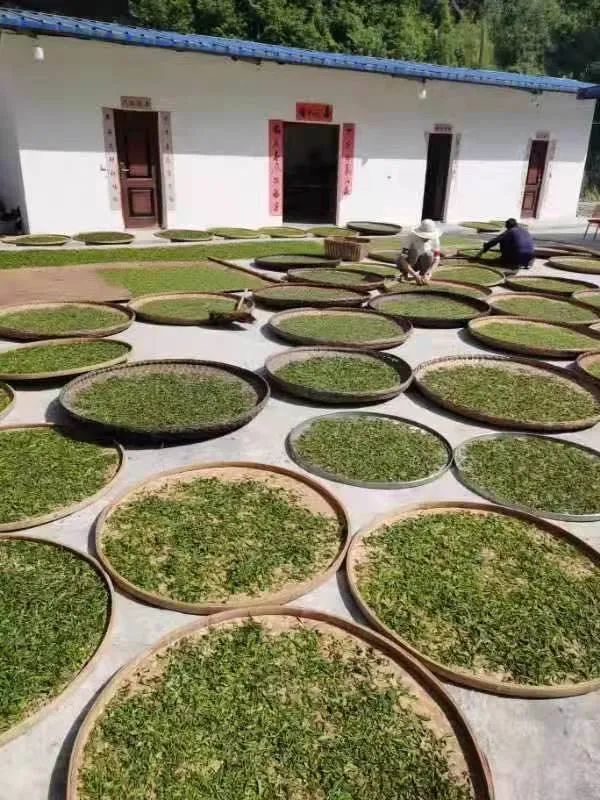 一千一斤的紫阳富硒茶(紫阳富硒茶叶)-硒宝网