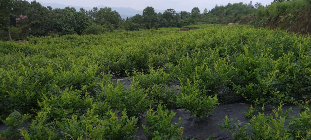 富硒藤茶哪个品牌的好(富硒藤茶产地)-硒宝网