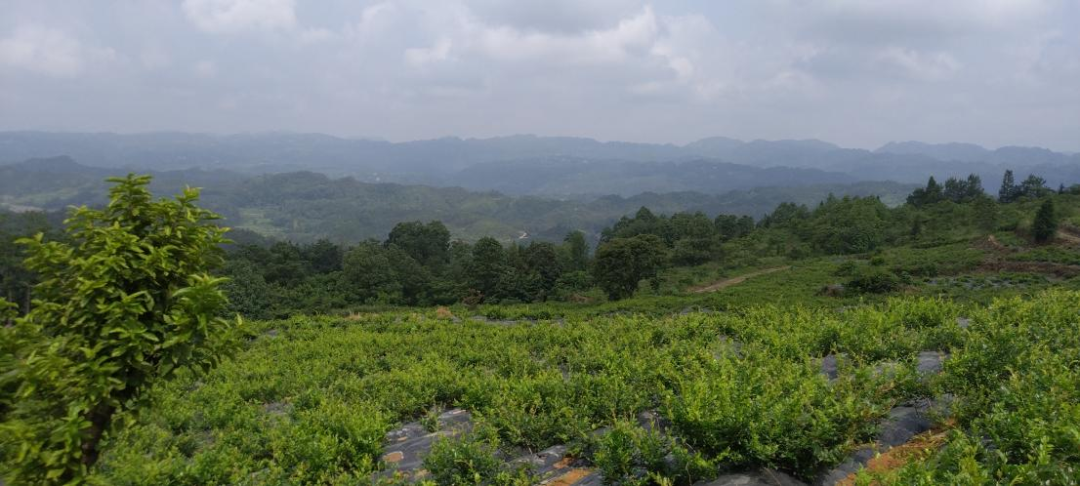 富硒藤茶哪个品牌的好(富硒藤茶产地)-硒宝网