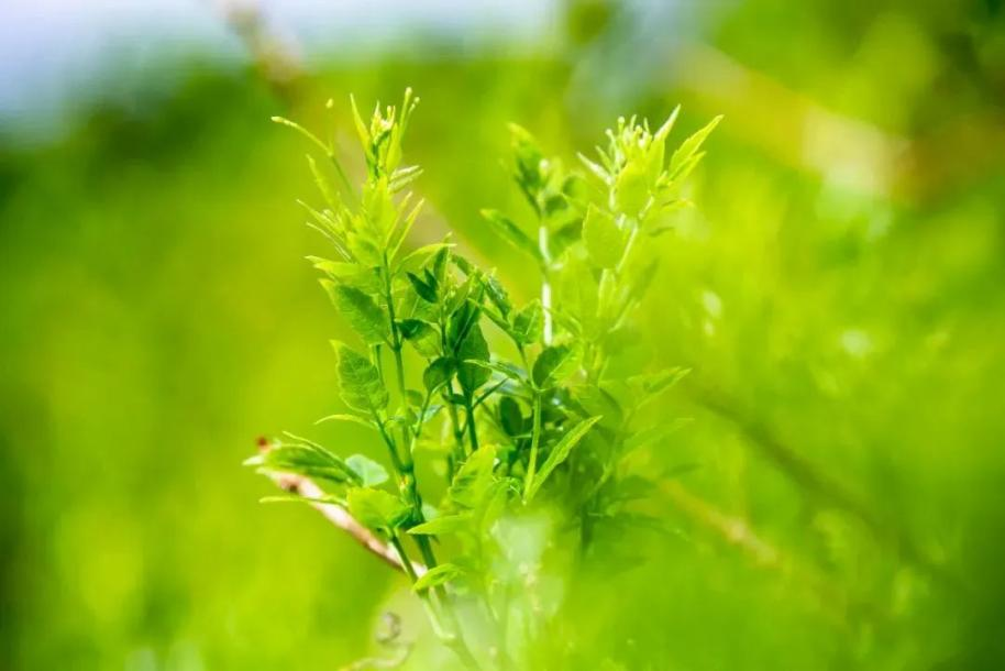 富硒藤茶哪个品牌的好(富硒藤茶产地)-硒宝网