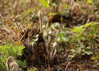 土家族恩施富硒茶抗癌（恩施富硒茶口感如何）-硒宝网