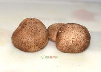 土家族恩施富硒茶抗癌（恩施富硒茶口感如何）-硒宝网
