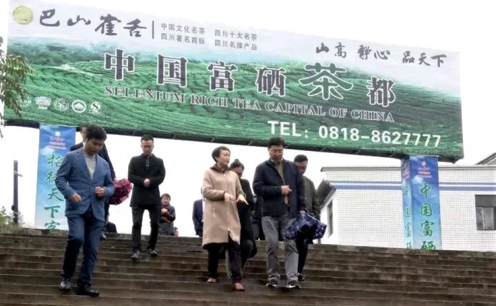 富硒茶就是巴山雀舌吗(巴山雀舌富硒绿茶价格)-硒宝网