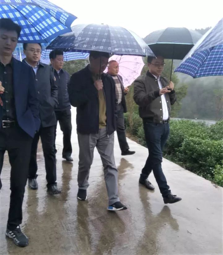 富硒茶就是巴山雀舌吗(巴山雀舌富硒绿茶价格)-硒宝网