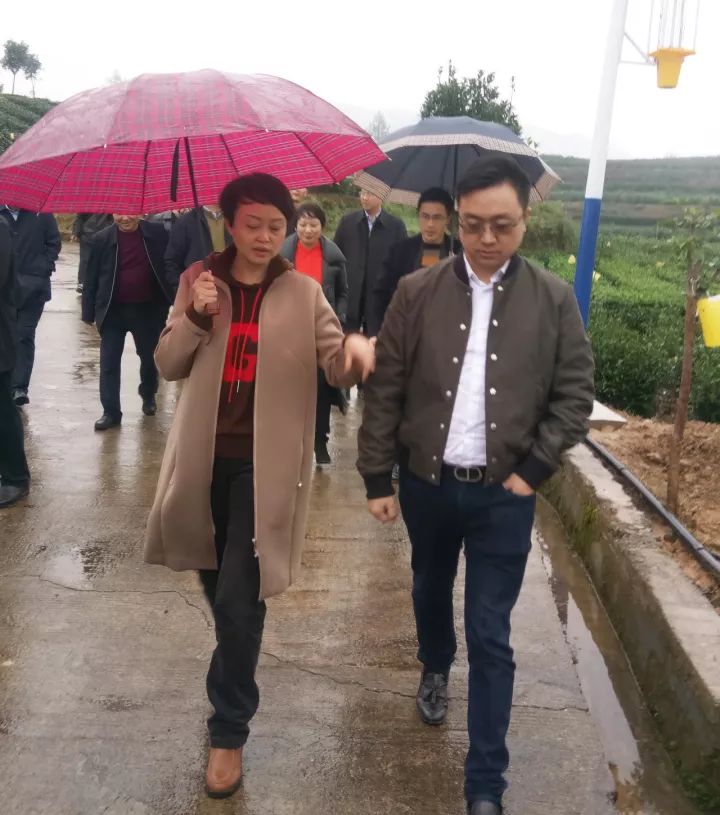 富硒茶就是巴山雀舌吗(巴山雀舌富硒绿茶价格)-硒宝网