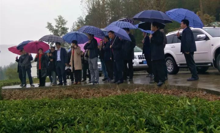 富硒茶就是巴山雀舌吗(巴山雀舌富硒绿茶价格)-硒宝网