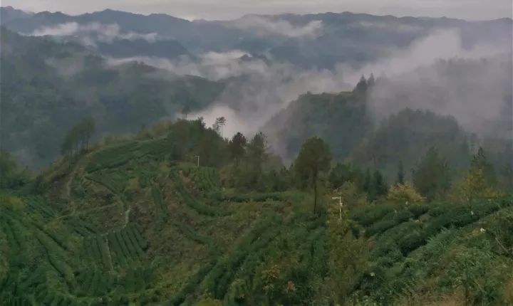 富硒茶就是巴山雀舌吗(巴山雀舌富硒绿茶价格)-硒宝网